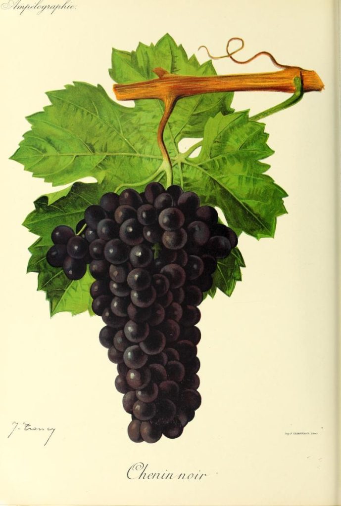 Image of Pineau d'Aunis by Jules Troncy, CC0, via Wikimedia Commons