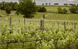 Specific Subsoils at Tenuta Licinia in Tuscany Help Create Sensorially Beautiful Wines